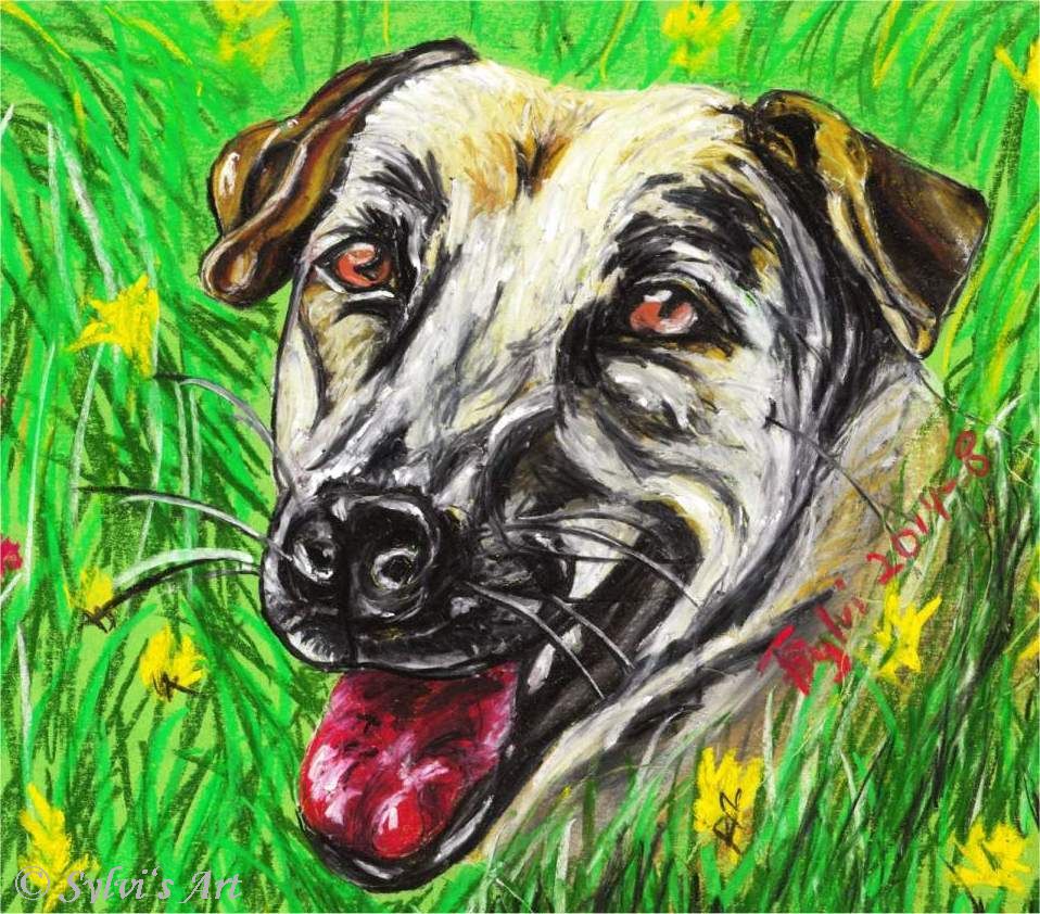 Hunde Details Sylvi�s bunte Welt