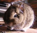 Ein Degu namens Maus